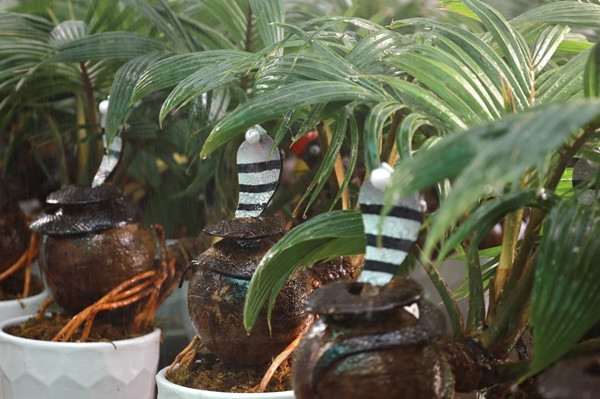 Toàn thân rắn uốn cong mềm mại, ôm phần gáo bonsai. Ảnh: Plo