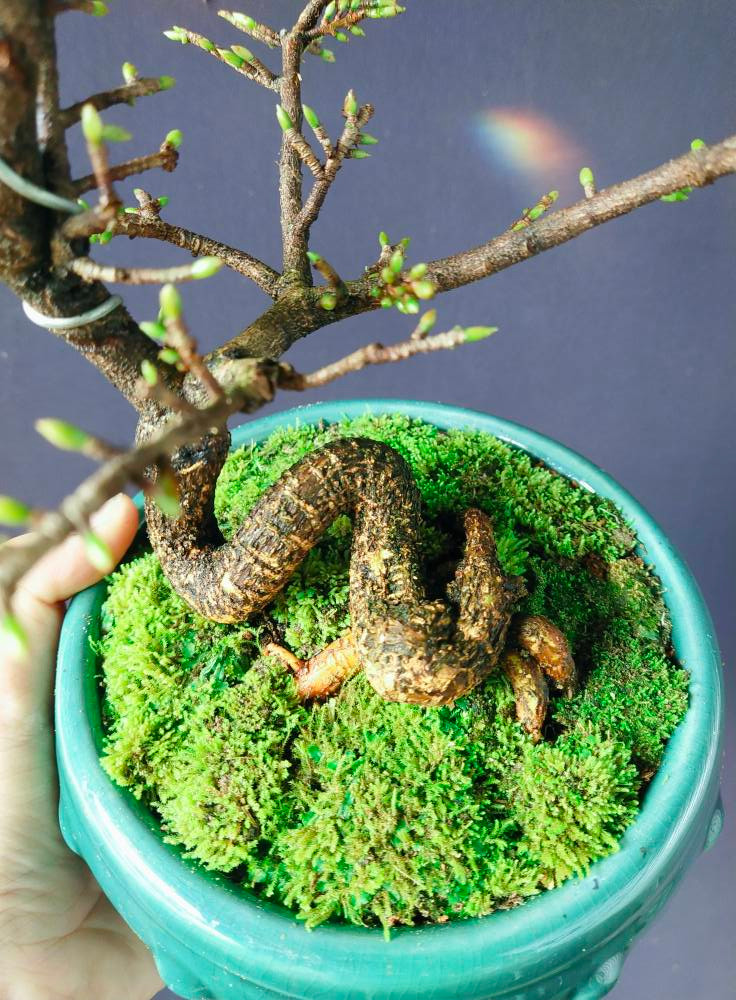 Chậu mai nhỏ xinh cho hoa từ 8 - 12 cánh. Ảnh: Facebook