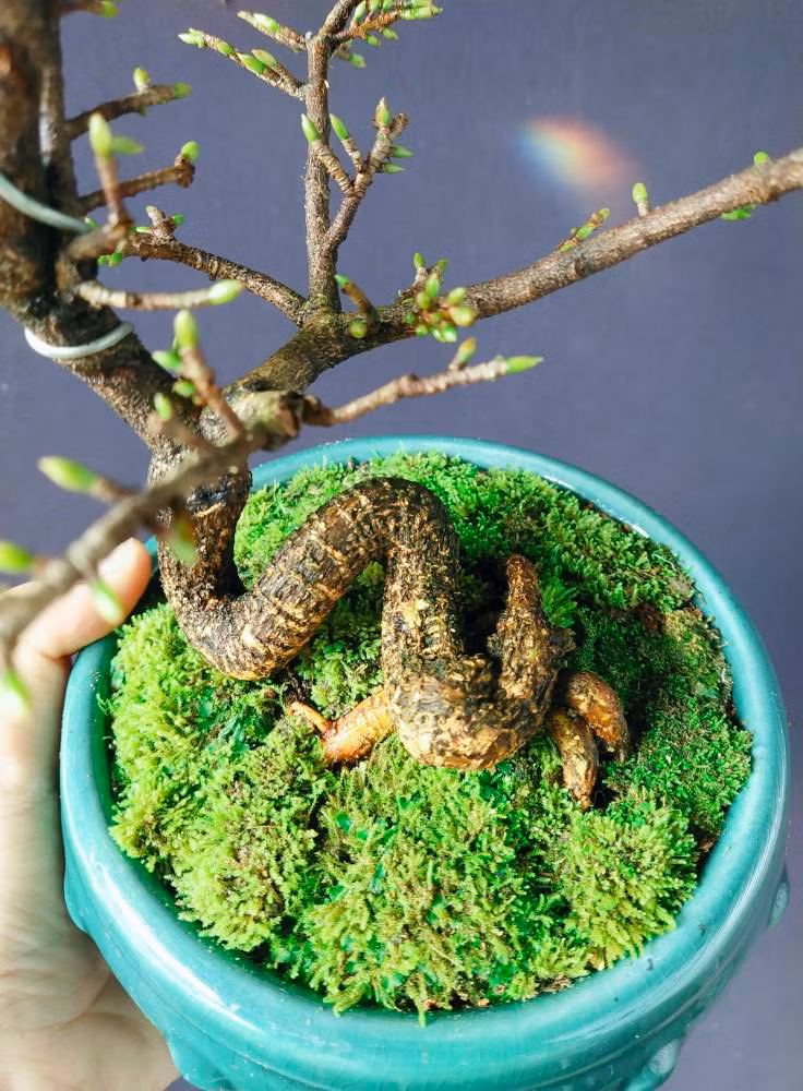 Chậu mai nhỏ xinh cho hoa từ 8 - 12 cánh. Ảnh: Facebook