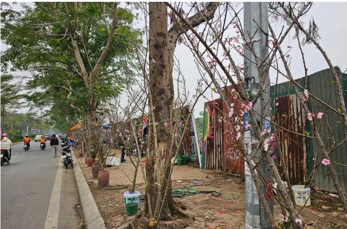 Ngoài lê, tiểu thương còn bày bán đào rừng phục vụ người dân. Ản: Báo công thương