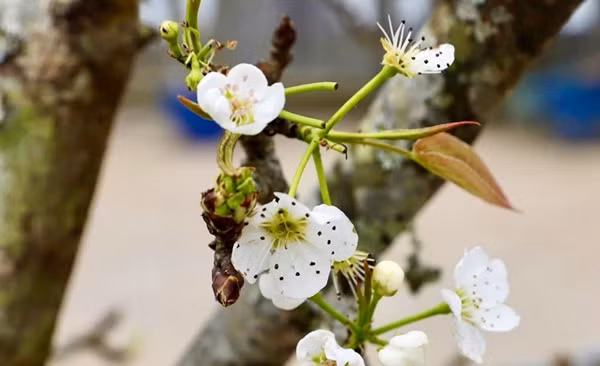 Hoa lê màu trắng tinh khôi, khi nở 5 cánh bật ra từ thân cành xù xì. Ảnh: Kinhtedothi