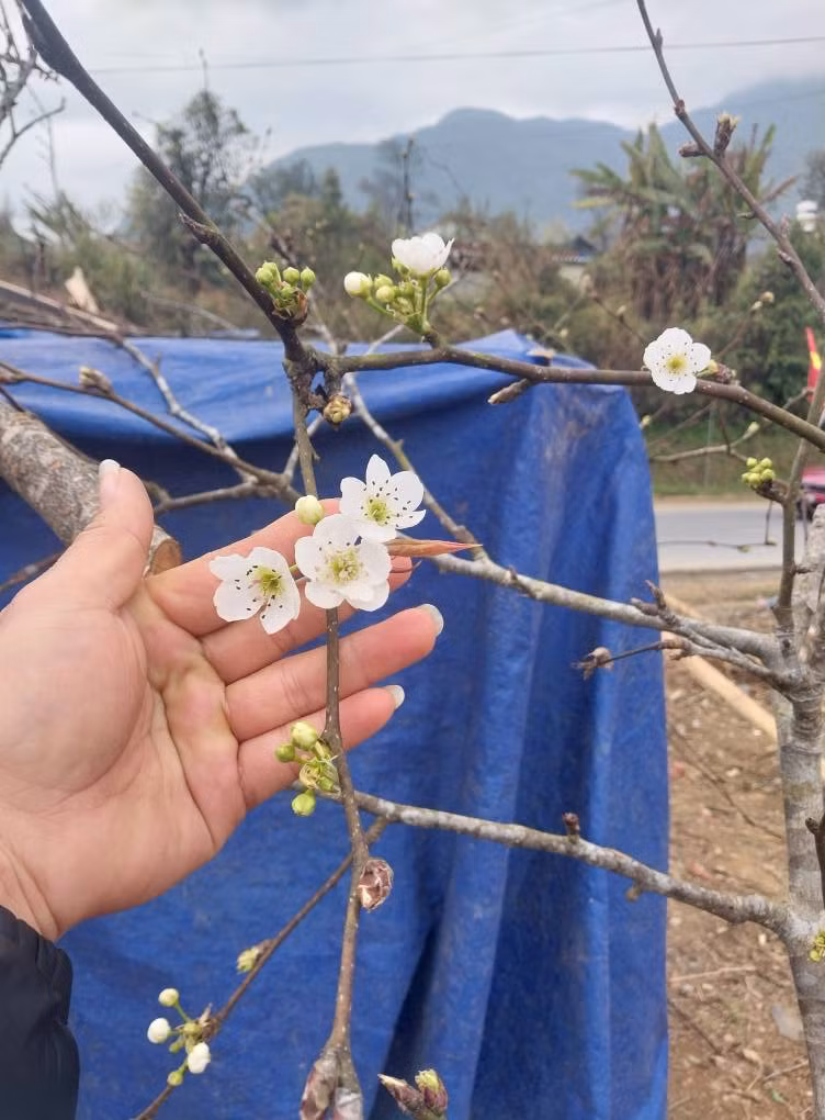 Những cành lê sống trên núi cao, gốc càng cổ thụ, xù xì, rông rêu, càng được giá và chơi được lâu. Ảnh: Daidoanket