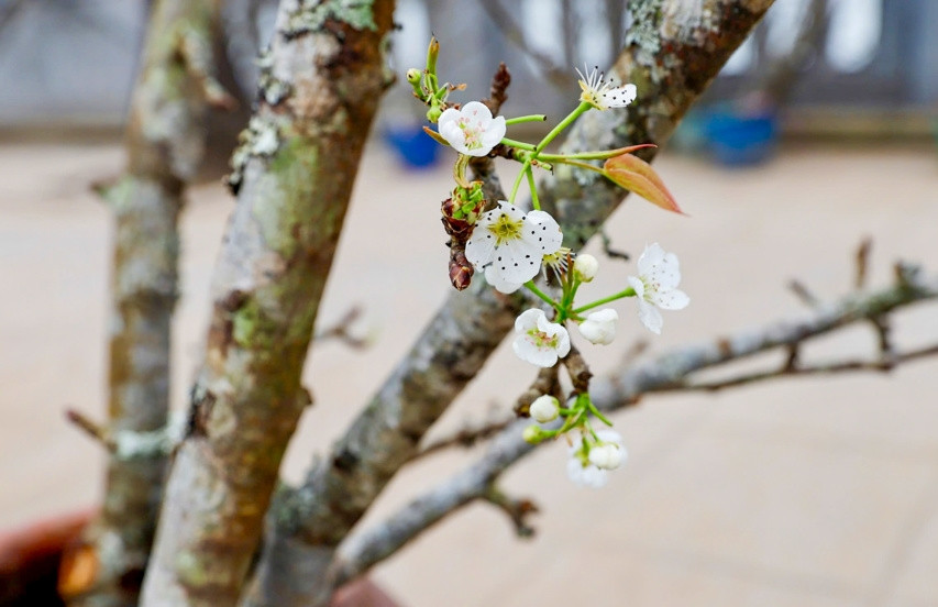 Hoa lê rừng chơi được lâu, hết cả tháng Giêng, sang tháng 2 vẫn còn hoa. Ảnh: Kinhtedothi