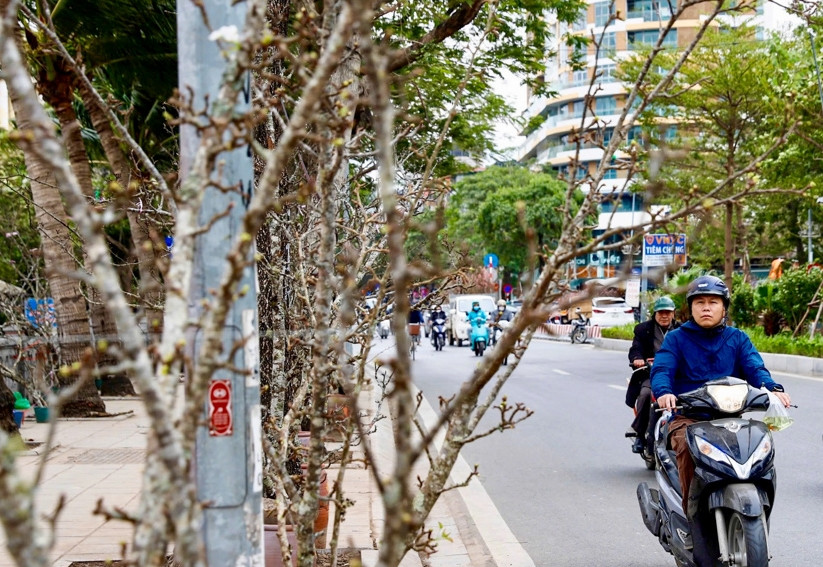 Vài năm qua, lê rừng trở thành loài hoa "đặc sản" được người dân Thủ đô ưa chuộng mỗi dịp sau Tết Nguyên đán. Ảnh: Kinh tế đô thịt