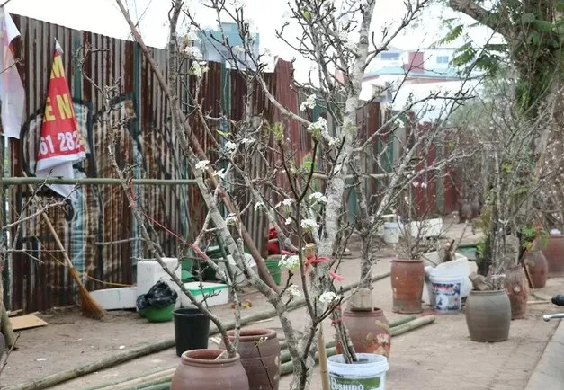 Cành lê rừng nhỏ thấp nhất từ 200.000 - 700.000 đồng. Những cành lê to đẹp giá lên tới 2 - 5 triệu đồng/cành. Ảnh: FB Tam Nguyên