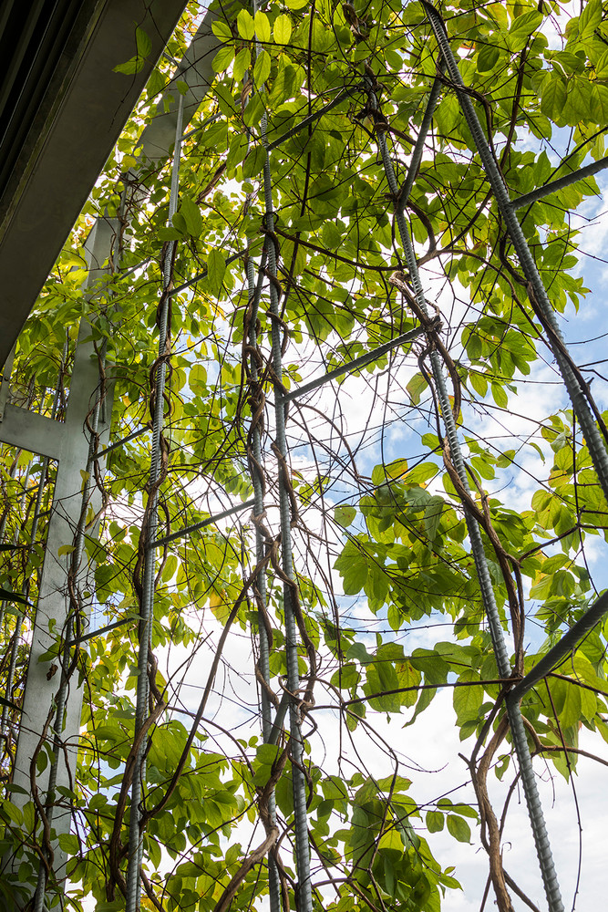 Việc sử dụng cây cối bao quanh nhà giúp làm dịu cái nắng gay gắt của khí hậu nhiệt đới.