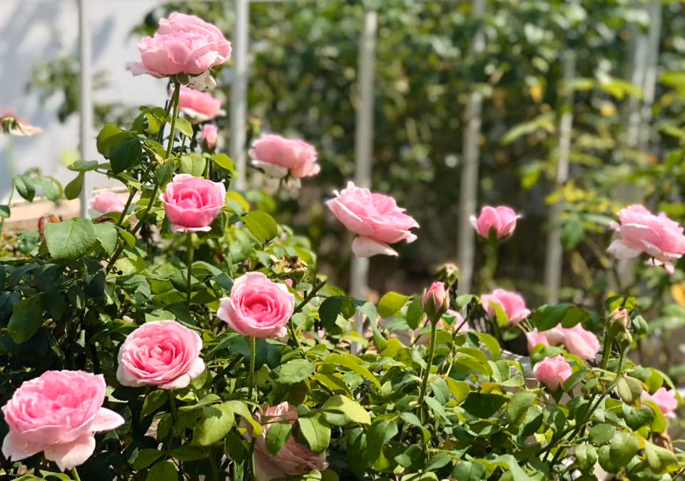 Những bông hồng kích thước to, nhiều cánh, đua nhau khoe sắc. Ảnh: FB Dạ Thảo