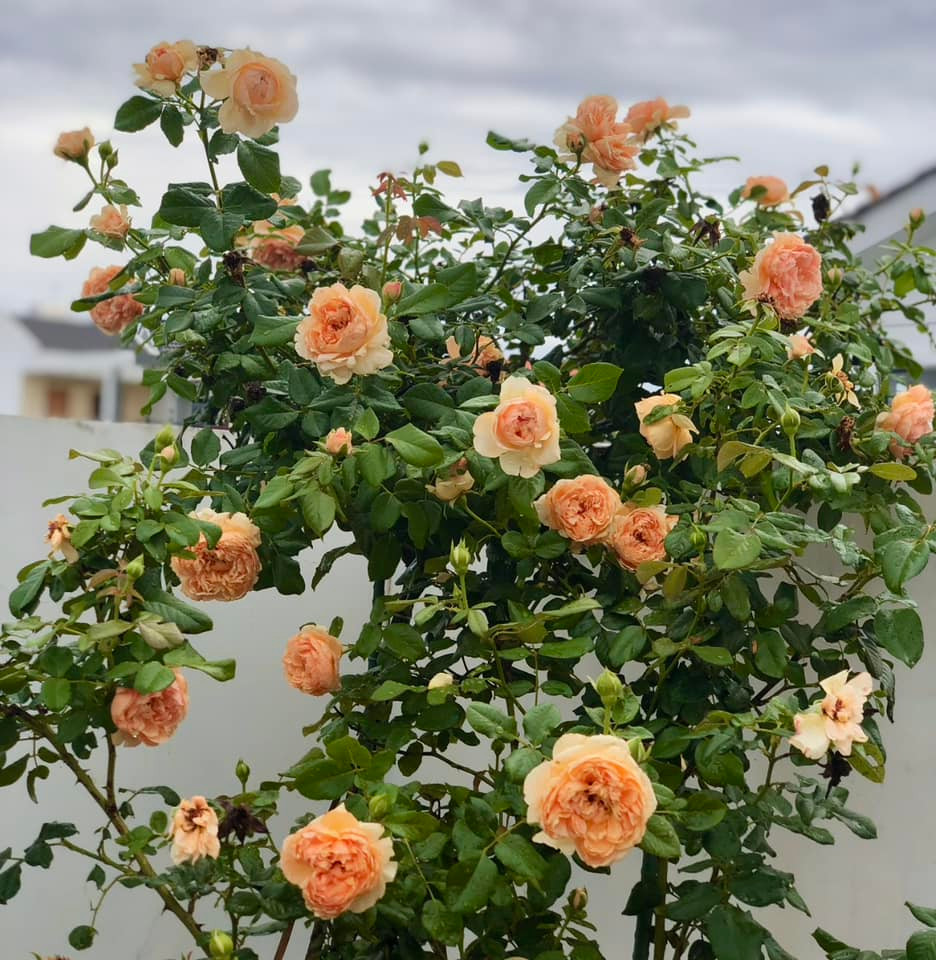 Các loại hoa hồng đủ màu sắc được trồng thành những khóm nhỏ ở tầng 1. Ảnh: FB Dạ Thảo