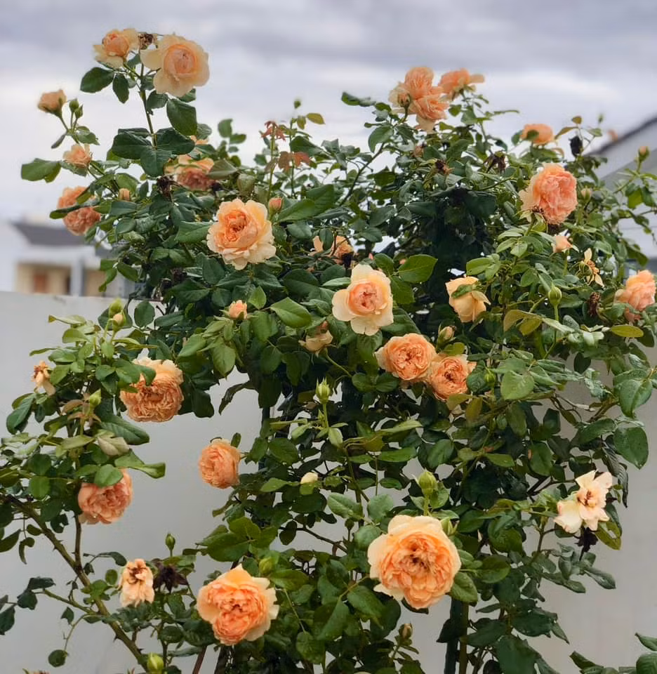 Các loại hoa hồng đủ màu sắc được trồng thành những khóm nhỏ ở tầng 1. Ảnh: FB Dạ Thảo