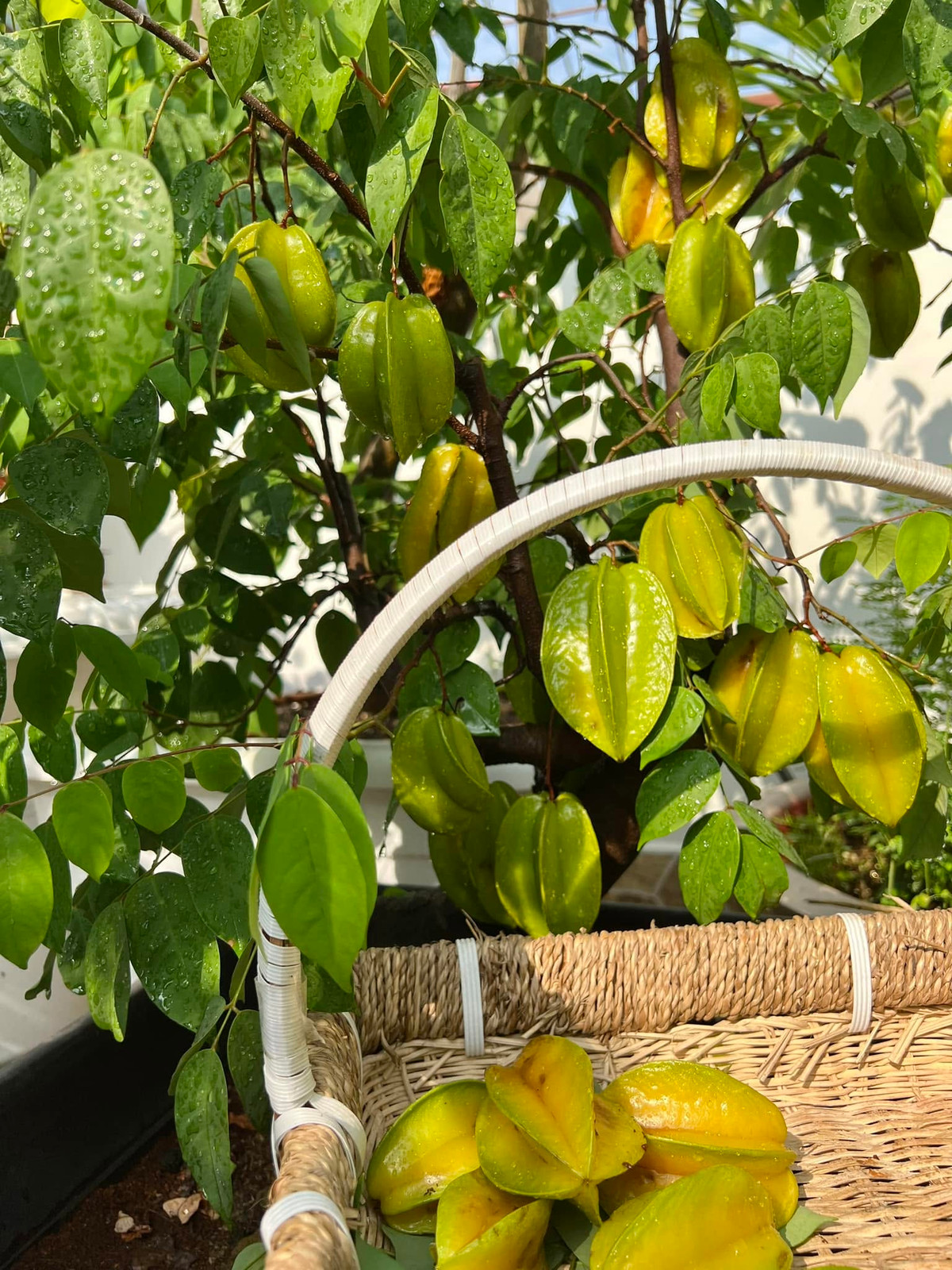 Cây khế sai trĩu quả. Ảnh: FB Dạ Thảo