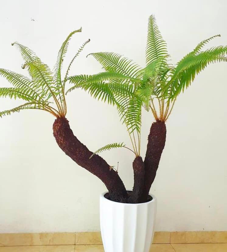 Đáng chú ý, vào dịp Tết, những gốc bonsai dương xỉ cổ đại giá hơn chục triệu đồng vẫn được khách ưa chuộng. Ảnh: Cay cảnh đẹp 24h