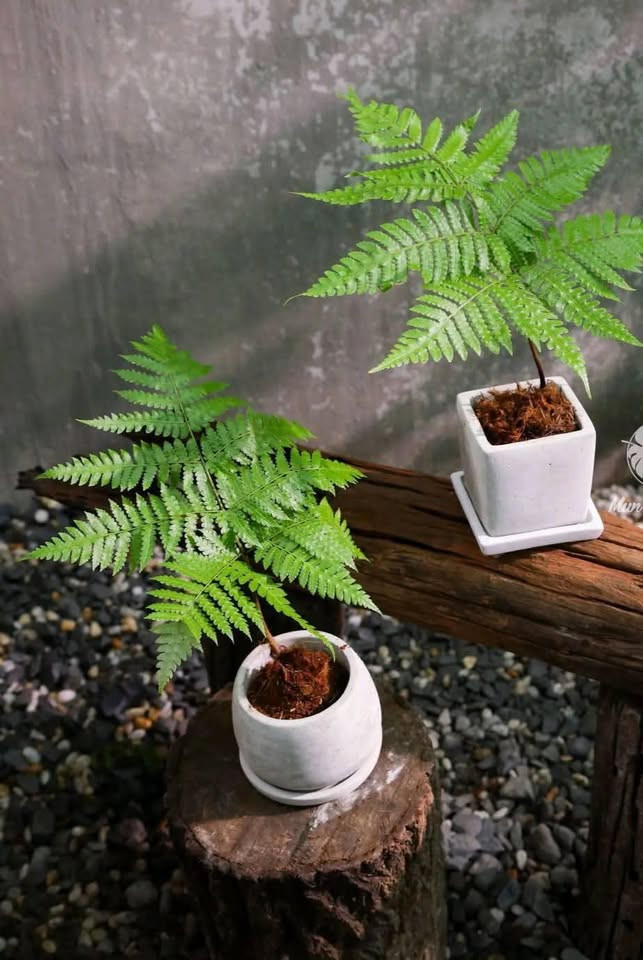 Ngoài ra, theo quan niệm phong thủy, trồng dương xỉ trong nhà sẽ mang lại bình an, may mắn và sức khoẻ cho gia chủ. Ảnh: Facebook