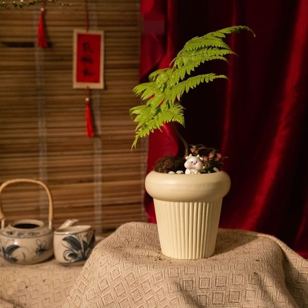 Dương xỉ có thể trồng trong chậu hoặc bình thủy sinh để trang trí bàn học, phòng khách, bệ cầu thang...Ảnh: Facebook