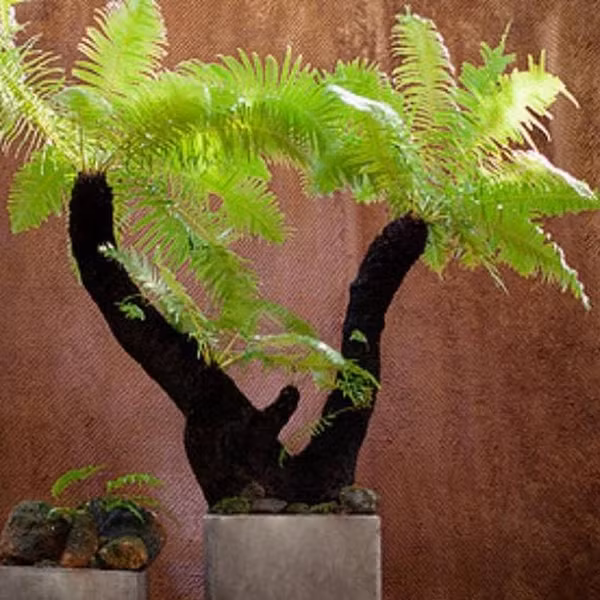 Điều kiện lý tưởng nhất cho dương xỉ cổ đại phát triển là môi trường ẩm ướt, khí hậu nóng ẩm, che bóng. Ảnh: Hoa cảnh Nhật Long