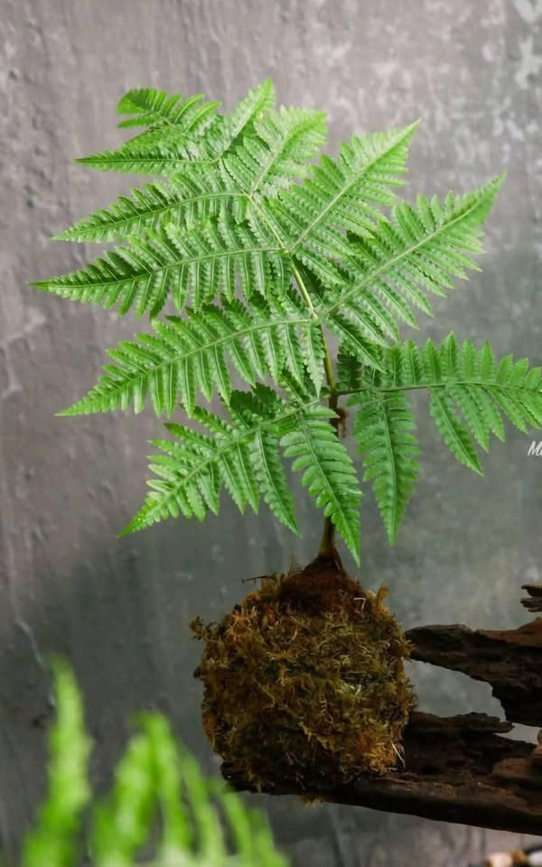Dương xỉ có tán lá đẹp, xanh mướt quanh năm lại có tác dụng thanh lọc không khí nên được nhiều người ưa chuộng. Ảnh: Facebook