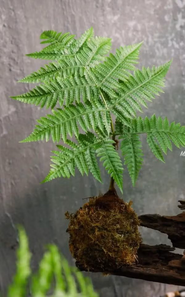 Dương xỉ có tán lá đẹp, xanh mướt quanh năm lại có tác dụng thanh lọc không khí nên được nhiều người ưa chuộng. Ảnh: Facebook