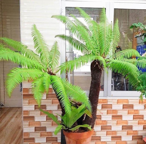 Dương xỉ cổ đại mang vẻ đẹp hoài cổ, thường được dùng để trang trí sân vườn biệt thự, khu thư giản trong văn phòng lớn hay quán cà phê...Ảnh: Hồng cây cảnh