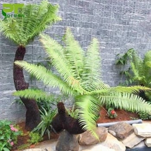 Theo các chủ vườn cây cảnh, cây dương xỉ có sức sống mãnh liệt, vươn lên như loài cỏ dại, thể hiện ý chí kiên cường. Ảnh: Phương Trung Green