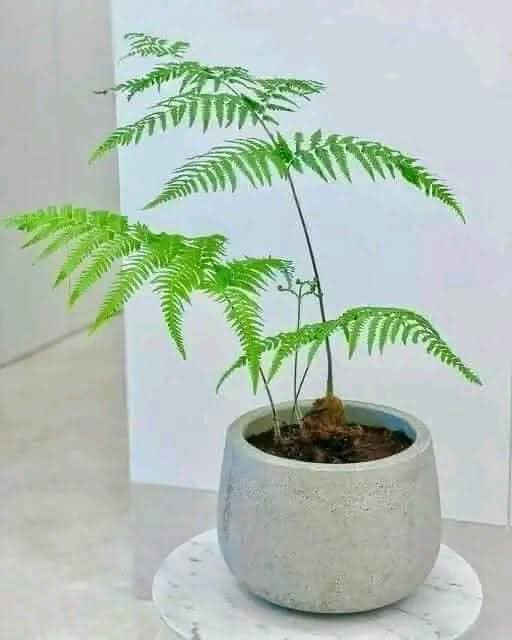 Tại các cửa hàng, mỗi chậu dương xỉ có giá từ vài trăm nghìn đồng đến cả triệu đồng. Ảnh: Facebook