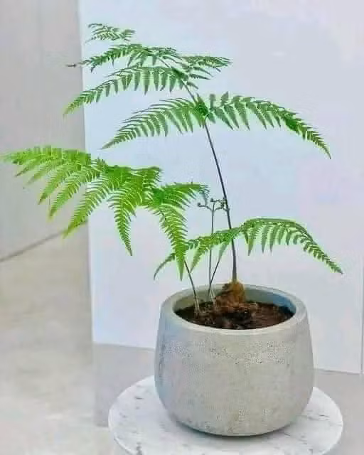 Tại các cửa hàng, mỗi chậu dương xỉ có giá từ vài trăm nghìn đồng đến cả triệu đồng. Ảnh: Facebook