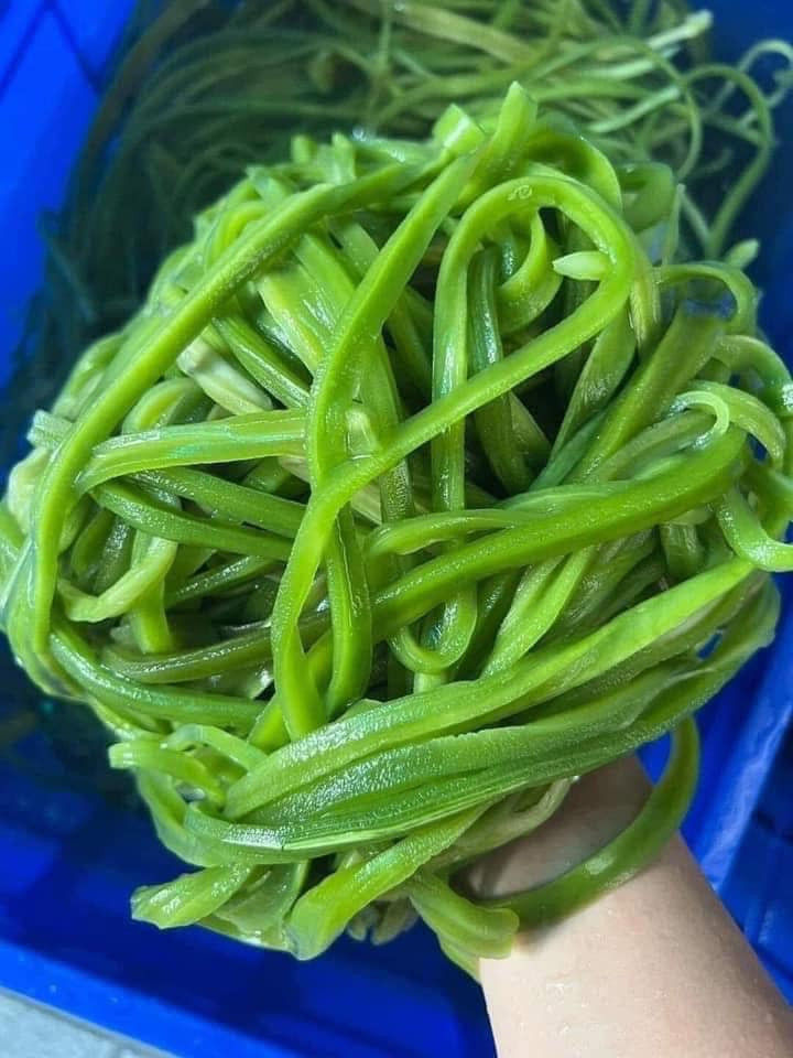 Rau tiến vua tươi hạn sử dụng ngắn, phải nấu và ăn ngay trong ngày. Nhưng rau khô có thể bảo quản trong ngăn mát tủ lạnh cả năm. Ảnh: Facebook