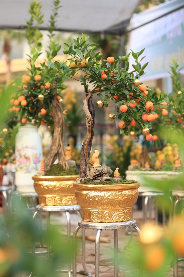 Người bán cho biết, quất dát vàng đều là những cây quất Tứ Liên hàng "tuyển", có thế đẹp, quả to đều và sai quả. Ảnh: Người đưa tin