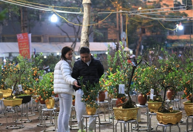 Quất dát vàng là sản phẩm đặc biệt, mới ra mắt vào năm nay nên được nhiều khách hàng chú ý. Ảnh: Người đưa tin