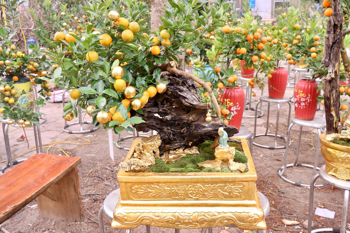 Mỗi chậu quất dát vàng giá từ 500.000 - 5 triệu đồng/chậu, tùy kích thước. Ảnh: Tiền phong