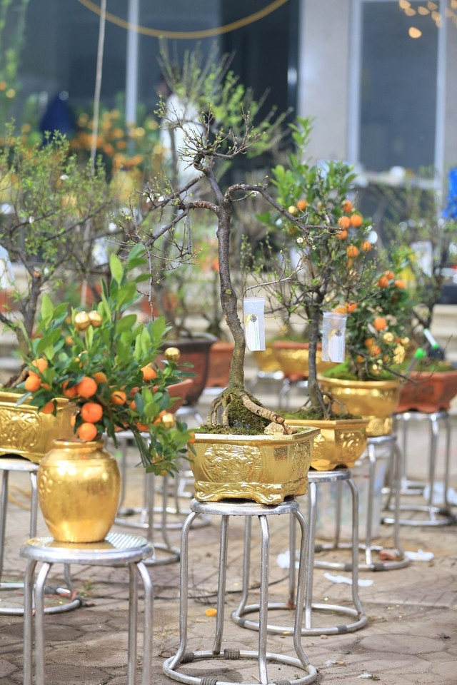 Để hoàn thành một chậu quất dát vàng cần dùng từ 1.500 - 2.000 lá vàng công nghiệp 24K. Ảnh: Người đưa tin