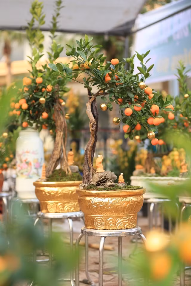 Người bán cho biết, quất dát vàng đều là những cây quất Tứ Liên hàng "tuyển", có thế đẹp, quả to đều và sai quả. Ảnh: Người đưa tin