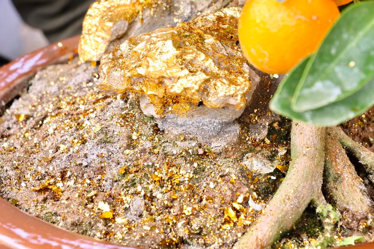 Lá vàng dát lên cây và chậu thường được sử dụng trong ngành trang trí nội thất và đồ gia dụng có độ bền và độ bóng không khác gì vàng thật. Ảnh: Tiền phong