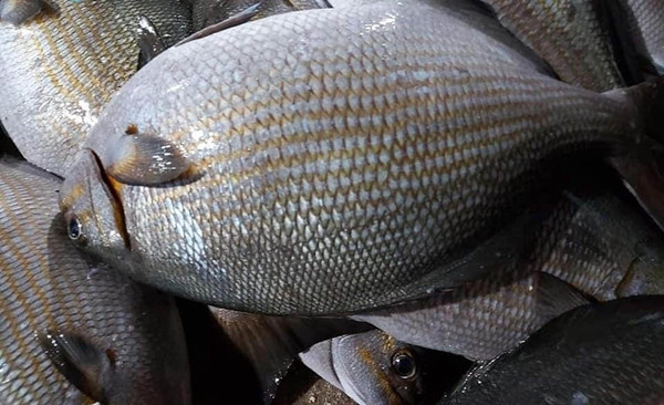 Loài cá này không xấu, không đáng sợ, không độc hại nhưng được gọi là tà ma bởi chúng sống ở gành rạn san hô, đá ngầm và rất tinh nhanh. Ảnh: Vi Vu Lý Sơn