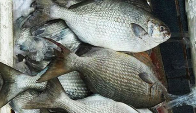 Không chỉ ở Lý Sơn, cá tà ma còn xuất hiện tại vùng biển Nha Trang và một số nơi khác như Quy Nhơn, đảo Phú Quý. Ảnh: Seba