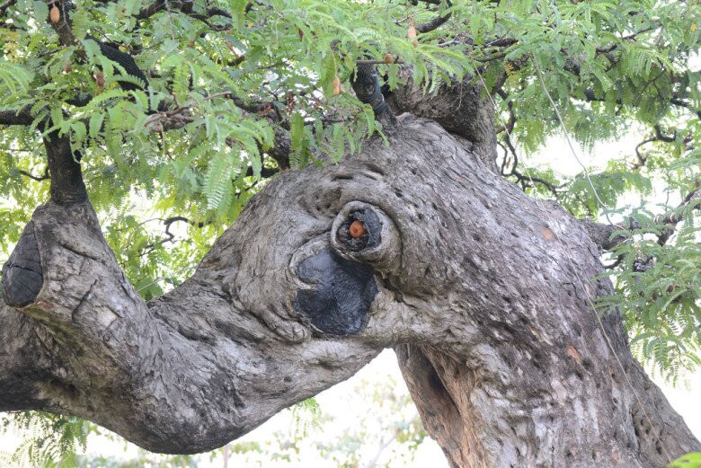 Thân cây sần sùi, nổi u cục và hình thù lạ mắt. Ảnh: Vietnamnet