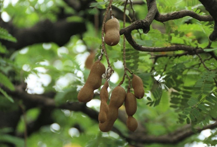 Mỗi tầng lá đều có những quả me mọng. Ảnh: Vietnamnet