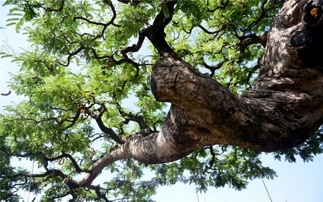 Các nhánh tán rộng hơn 4 m tỏa ra các lớp như những tầng mây. Ảnh: Znews