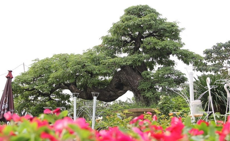 Cây me cổ thụ cao khoảng 3 mét, tán cây theo dáng "cành bay" vươn dài đến 5 mét. Ảnh: Vietnamnet