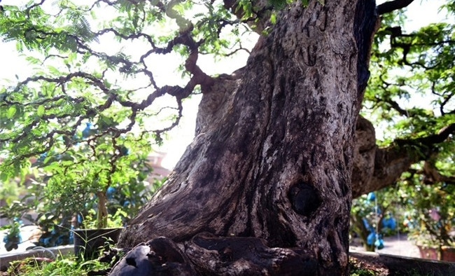Gốc cây lớn có chu vi gần 2 mét. Ảnh: Znews