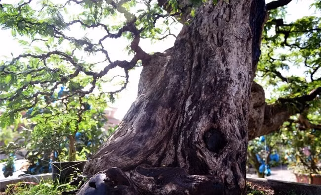Gốc cây lớn có chu vi gần 2 mét. Ảnh: Znews