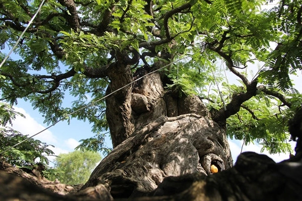 Cây me được ông mua từ một chủ vườn ở Nha Trang trước đó hơn 10 năm với giá gần 2 tỷ đồng. Ảnh: Plo