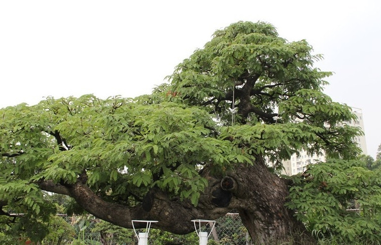 Dịp Tết 2018, cây me cổ thụ hơn 100 năm tuổi thuộc sở hữu của ông Võ Văn Hai (nghệ nhân cây kiểng tại phường Linh Đông, quận Thủ Đức) được rao bán với giá 3,5 tỷ đồng thu hút sự chú ý của nhiều người. Ảnh: Vietnamnet