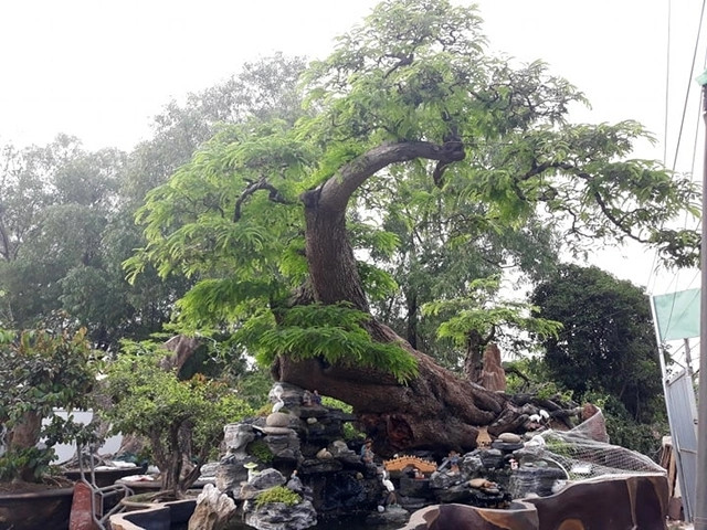 Dưới bàn tay khéo léo của các nghệ nhân, cây me được đưa lên chậu thành bonsai đẹp lạ và có giá trị. Trên thị trường, nhiều chậu me được trả giá cả tỷ đồng. Ảnh: Người đưa tin