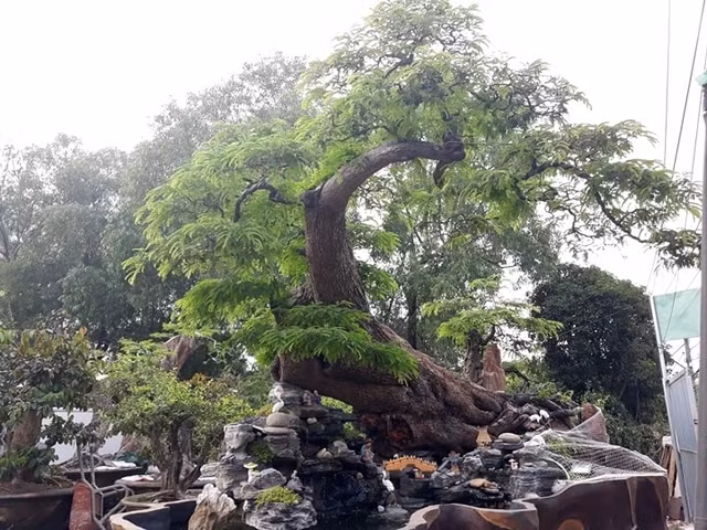 Dưới bàn tay khéo léo của các nghệ nhân, cây me được đưa lên chậu thành bonsai đẹp lạ và có giá trị. Trên thị trường, nhiều chậu me được trả giá cả tỷ đồng. Ảnh: Người đưa tin