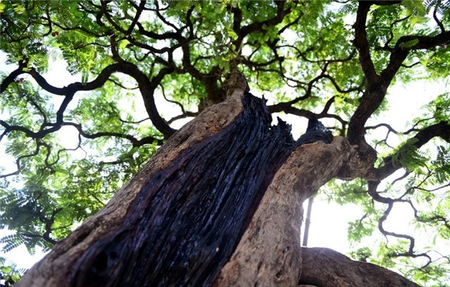 Thân chính có hốc lớn được phủ kín bằng loại gỗ cổ thụ tạo nên hình ảnh của dòng thác chảy. Ảnh: Znews