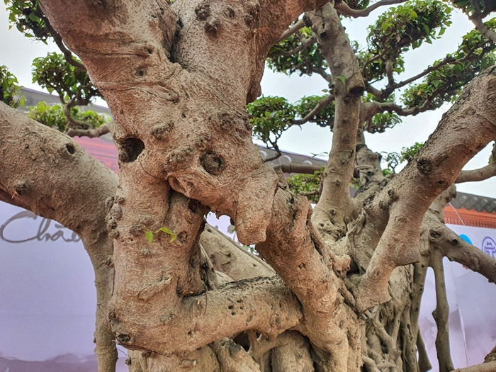 Thân cây xù xì có nhiều rễ nhỏ đan vào nhau. Ảnh: Người đưa tin