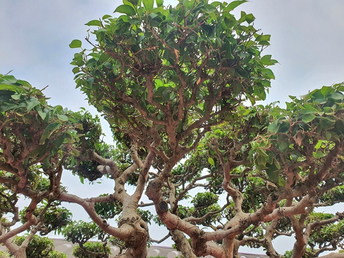 Tán cây rộng với nhiều nhánh uốn lượn mềm mại. Ảnh: Người đưa tin
