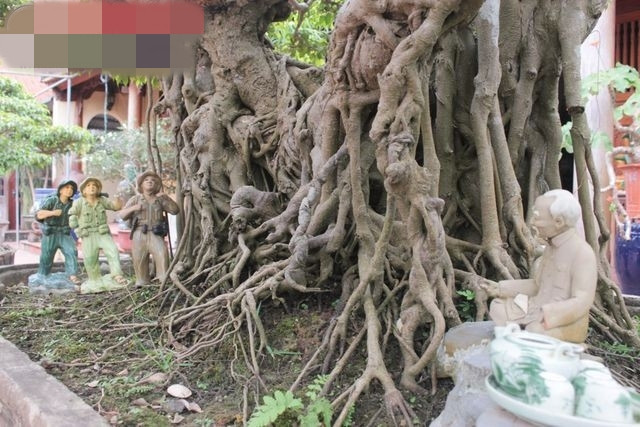 Cách đây 10 năm, nghệ nhân Nguyễn Văn Ngọ từng mang tác phẩm sanh cổ đi tham dự triển lãm sinh vật cảnh và được nhiều người ngỏ ý muốn mua lại nhưng ông không bán. Ảnh: Thuonghieuvaphapluat