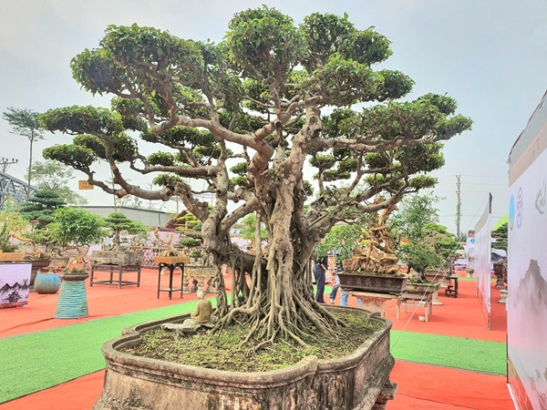 Với ông Ngọ, cây sanh cổ này là cây thương hiệu, gắn bó với tên tuổi của ông, nên ông không bán. Ảnh: Người đưa tin