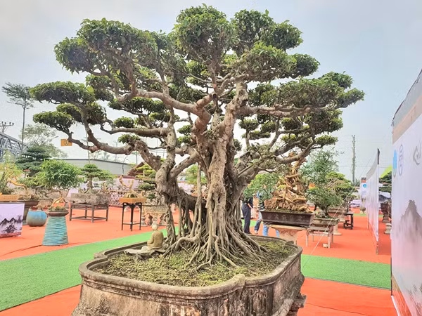 Với ông Ngọ, cây sanh cổ này là cây thương hiệu, gắn bó với tên tuổi của ông, nên ông không bán. Ảnh: Người đưa tin