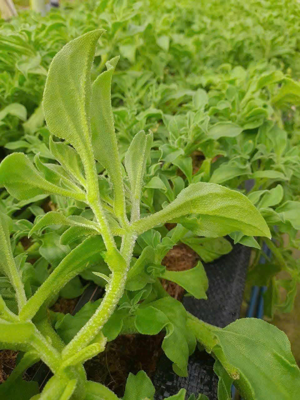 Thời gian gần đây, rau kim cương (hay còn gọi rau bông tuyết, rau giọt băng) trở thành trào lưu nên Threads, thu hút sự quan tâm của đông đảo cộng đồng mạng. Ảnh: FB Thảo Nguyên